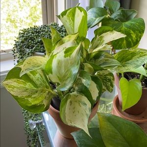 Bundle of Two for @iloveplants968